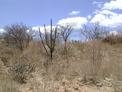 The Caatinga biome of northeast Brazil