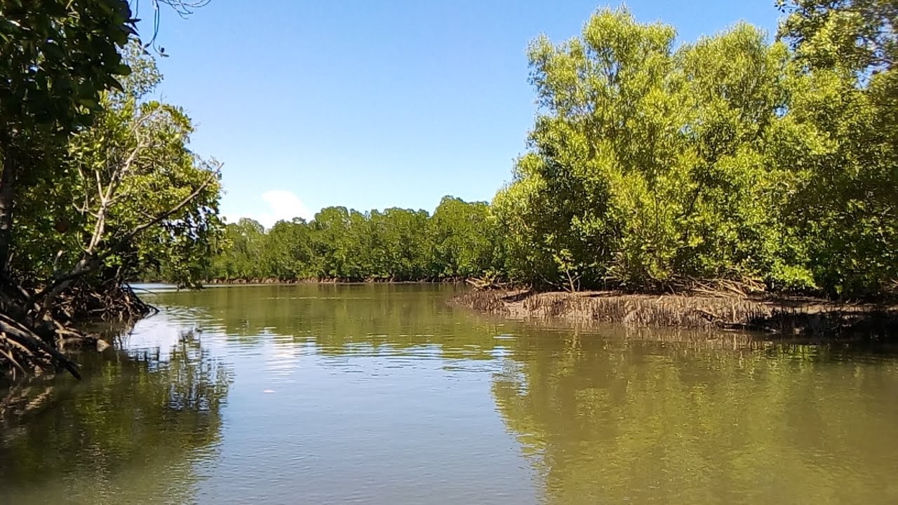 Mangrove forest creek on the Kenyan coast