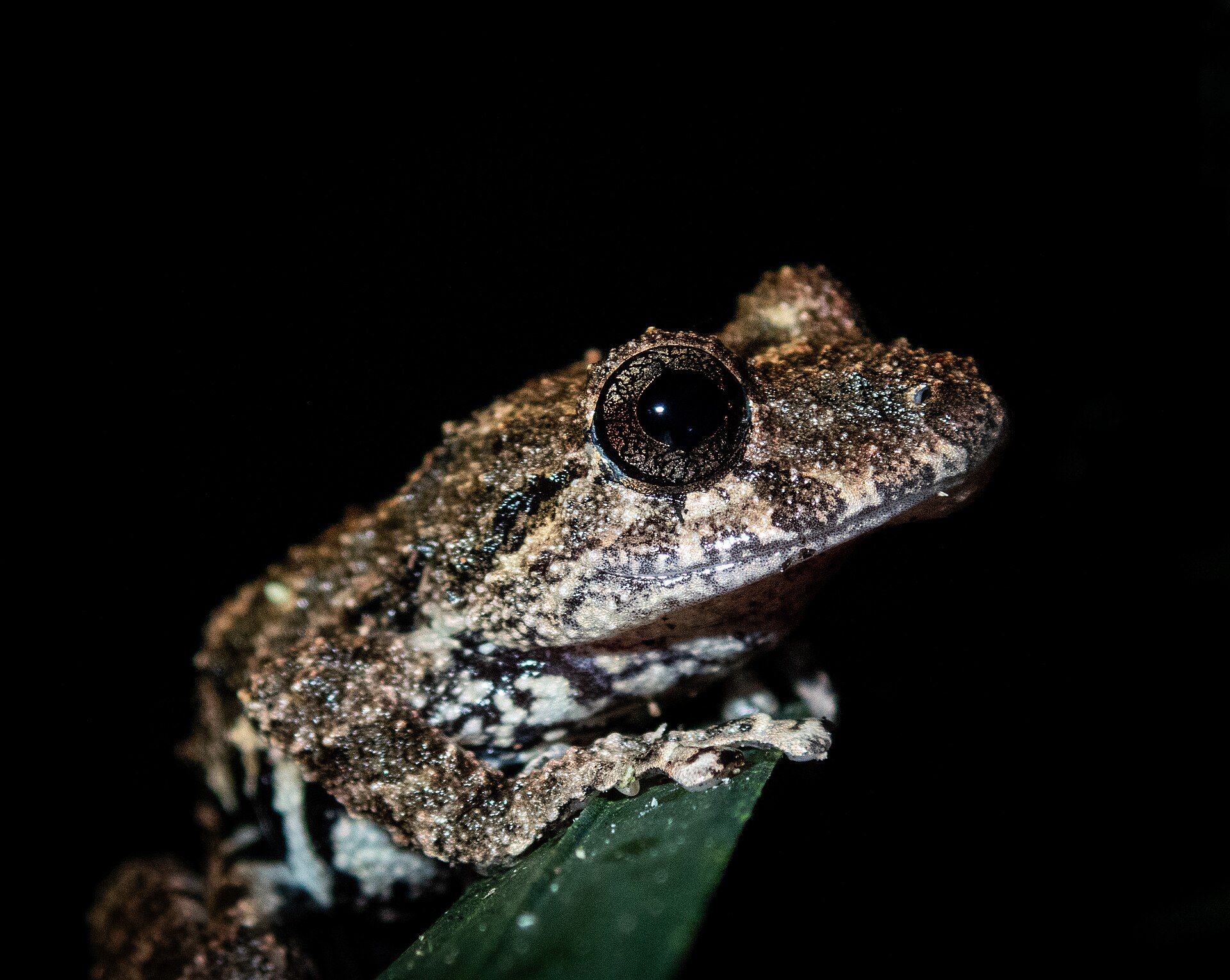 Tree frog in the Tambopata National Reserve, Peru