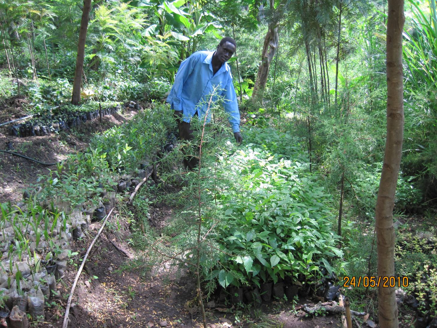 Tree nursery with seedlings in Kenya