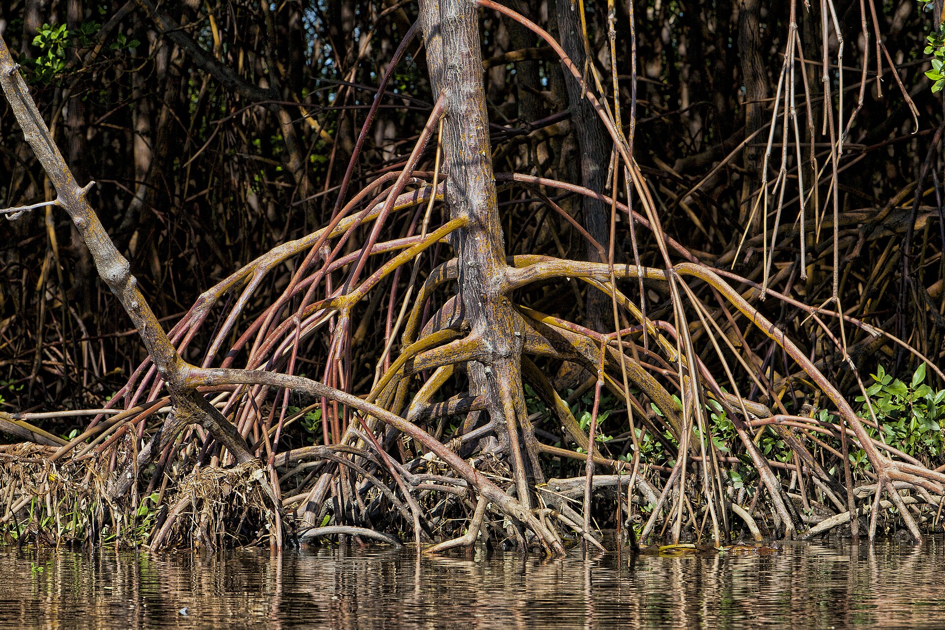 Detail of red mangrove roots over water