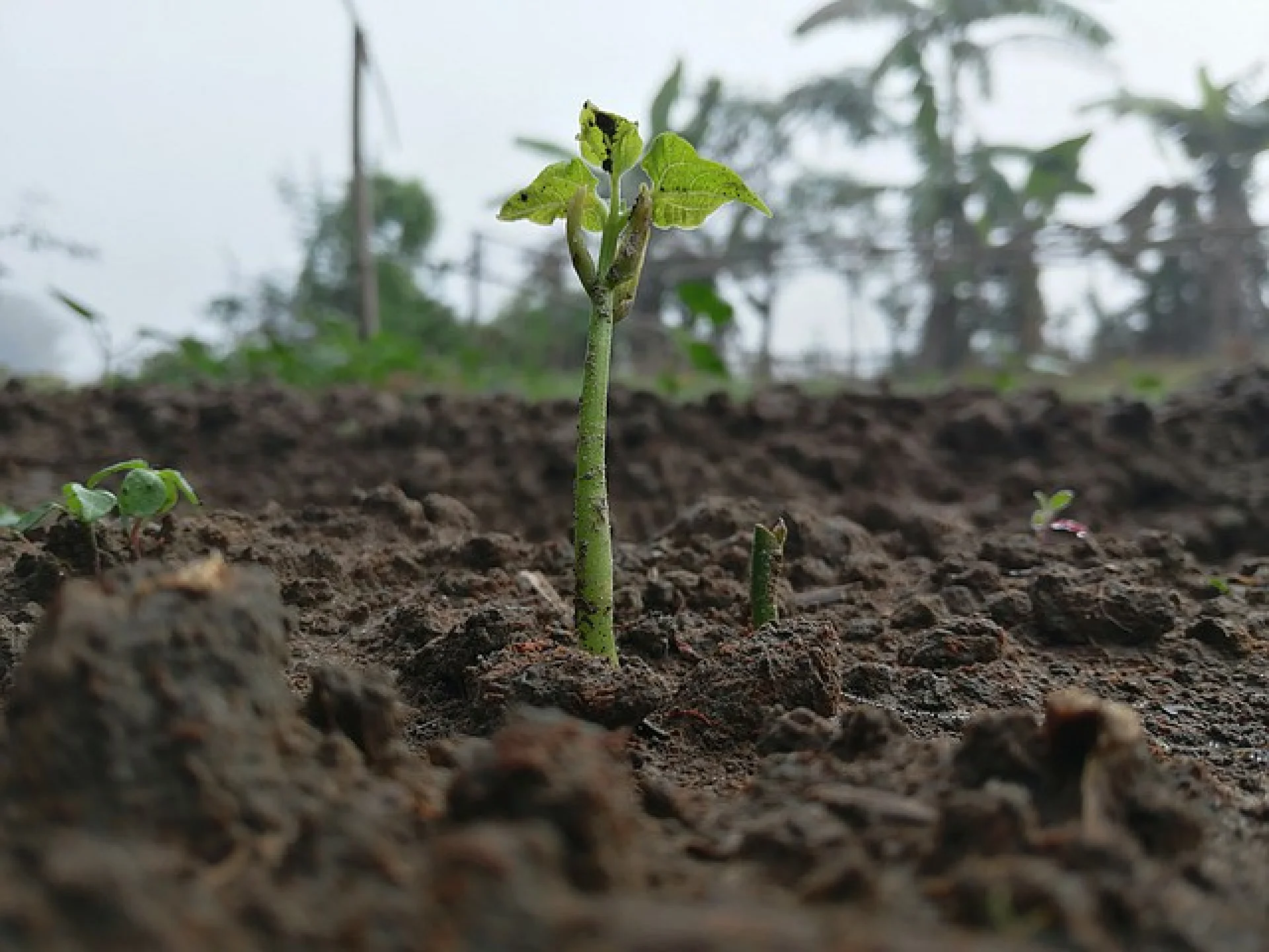 A young sapling growing in an Evertreen nursery, ready for planting into a restoration parcel