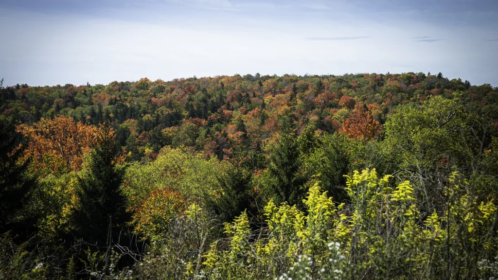 Red spruce forest looking over the Mower Tract on Cheat Mountain, Monongahela National Forest, West Virginia