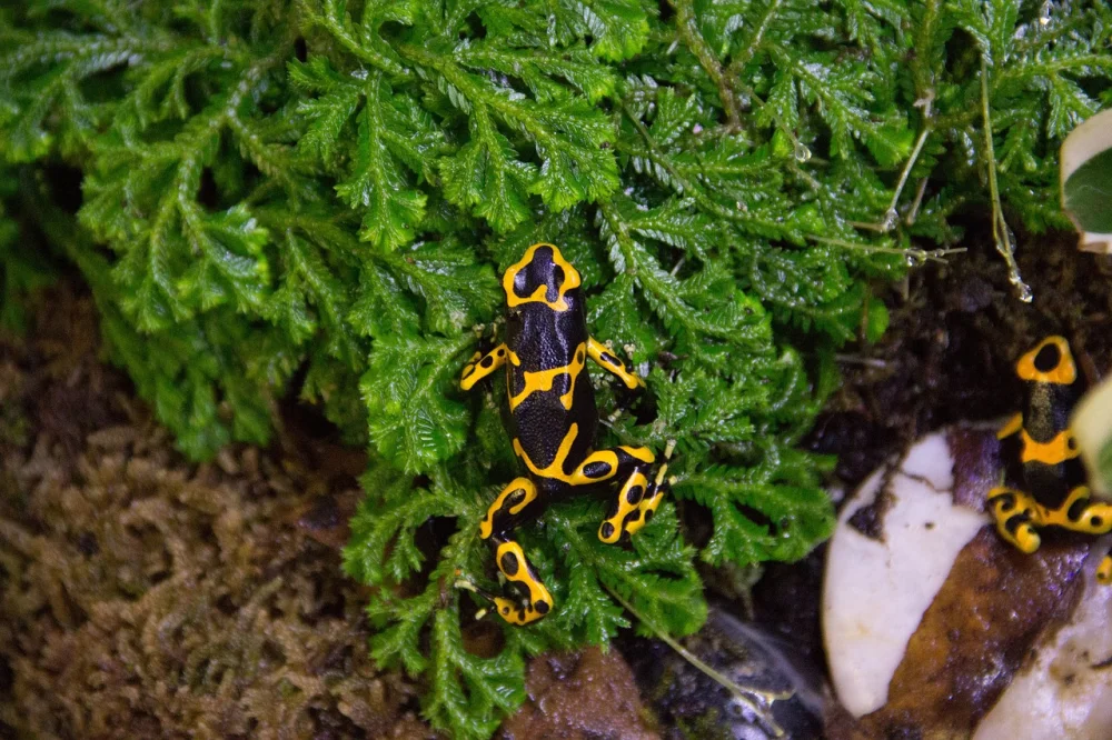 frog