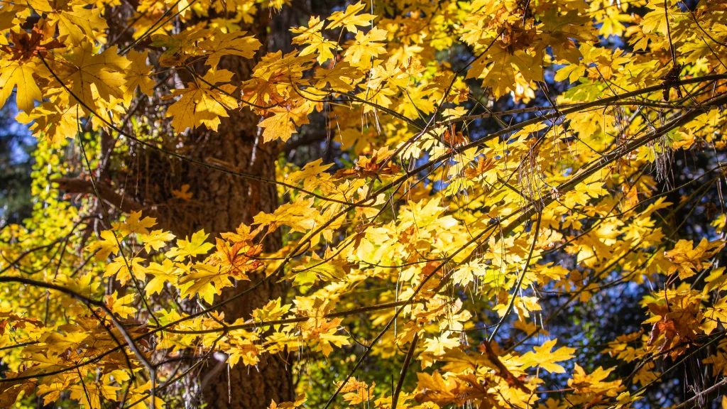 Autumn colours along a forested northern river