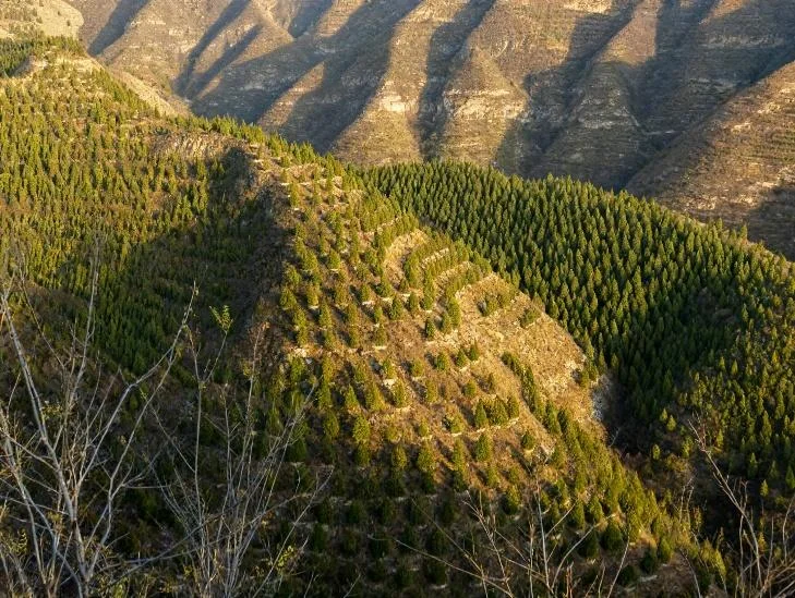 Hillsides covered with young trees planted in reforestation rows