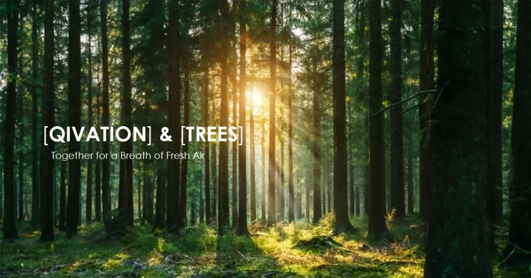 Qivation and Evertreen: together for a breath of fresh air, sunlight through a green forest