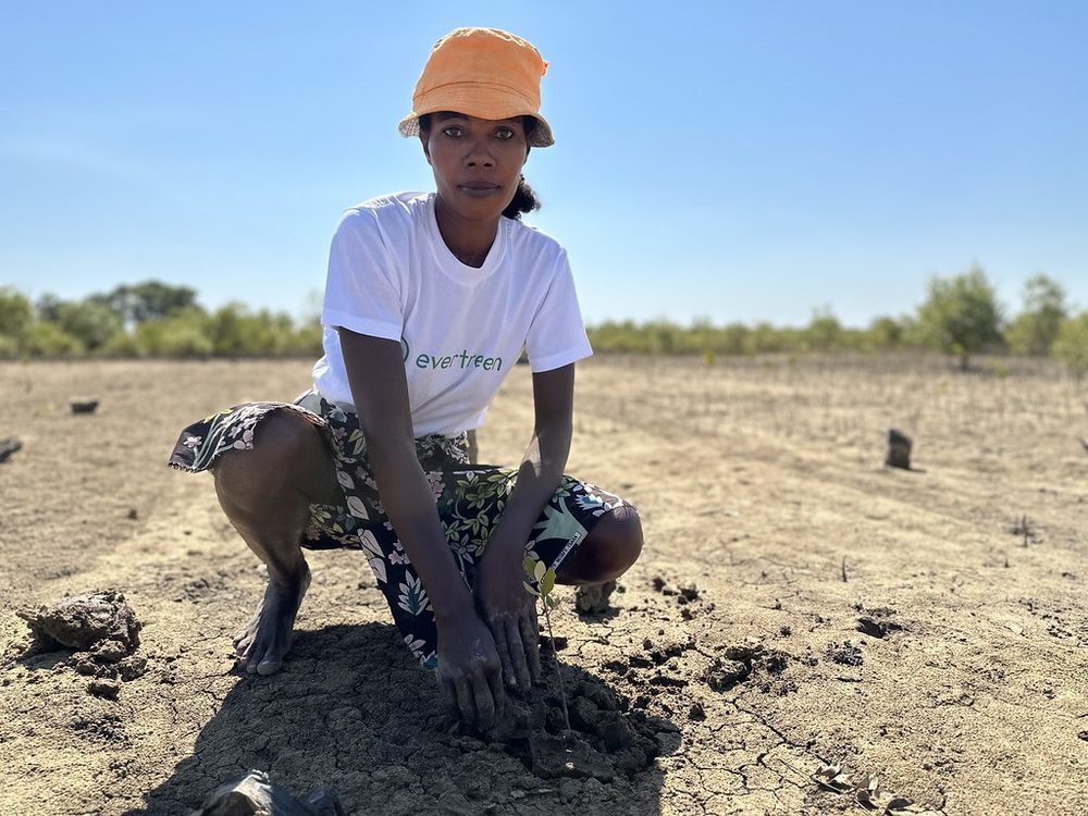 A community member planting a mangrove seedling by hand, Madagascar
