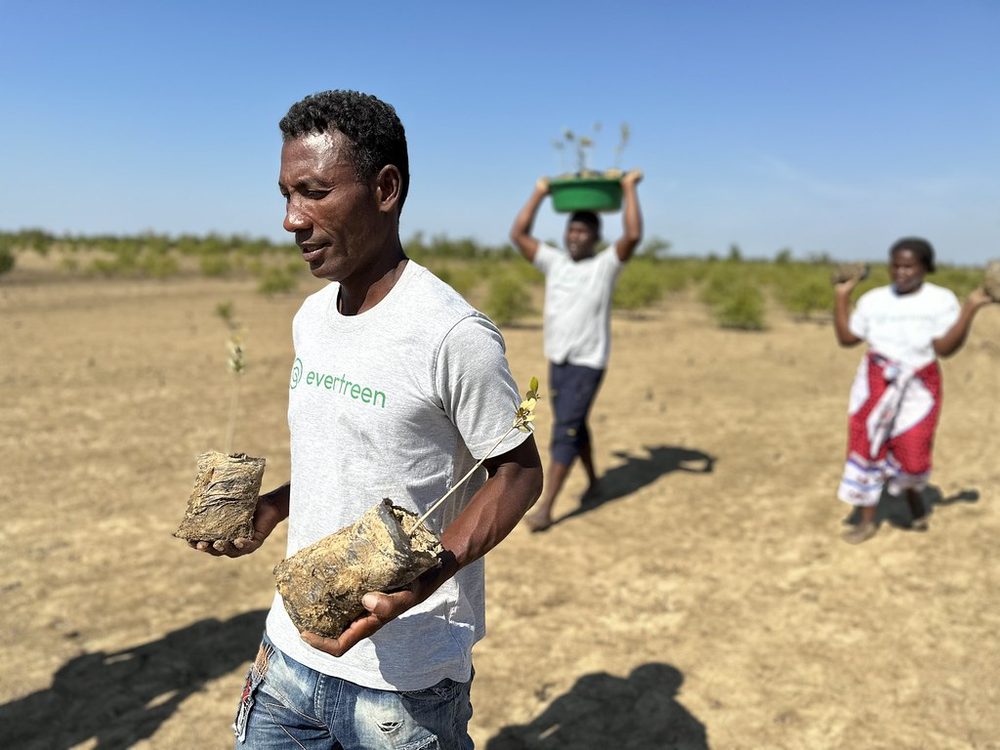 An Evertreen planter carrying mangrove seedlings in Madagascar