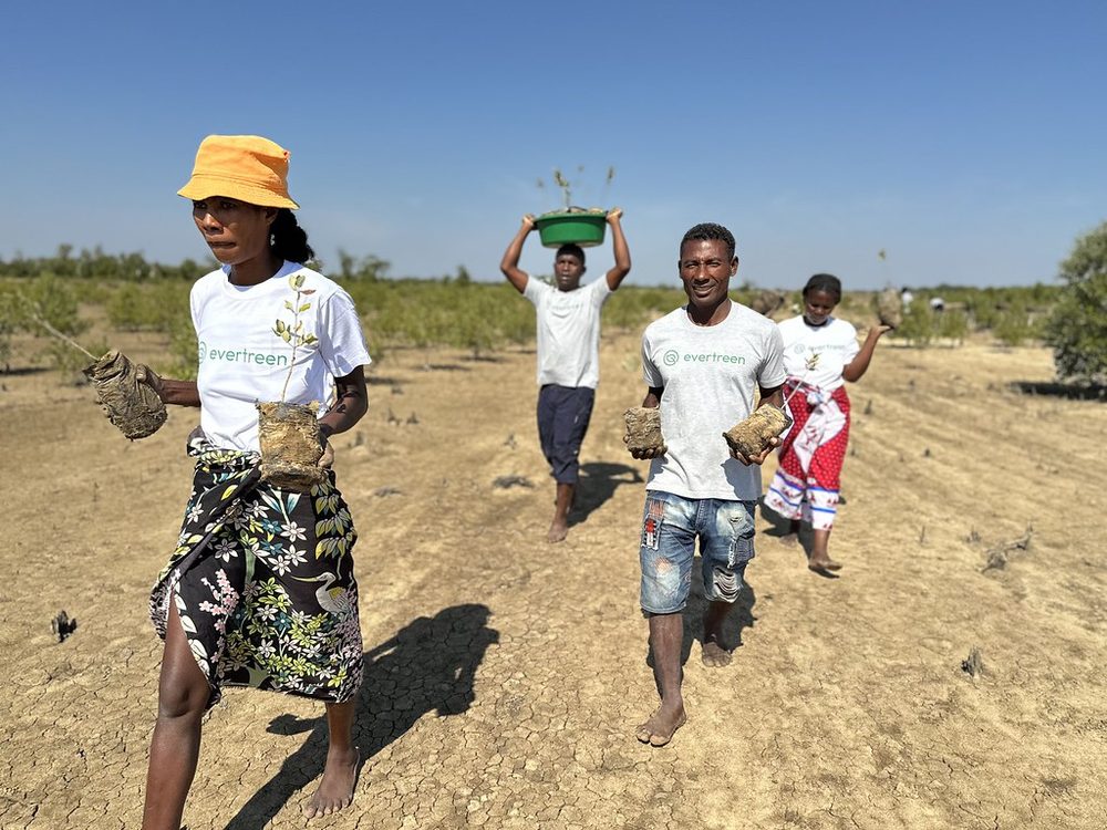 The community planting team walking the Madagascar restoration site with mangrove seedlings