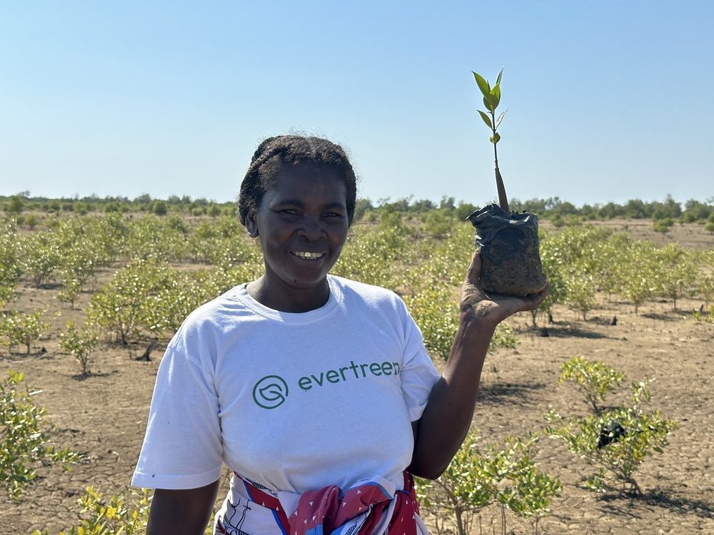 A woman holding a seedling among establishing mangroves, Madagascar