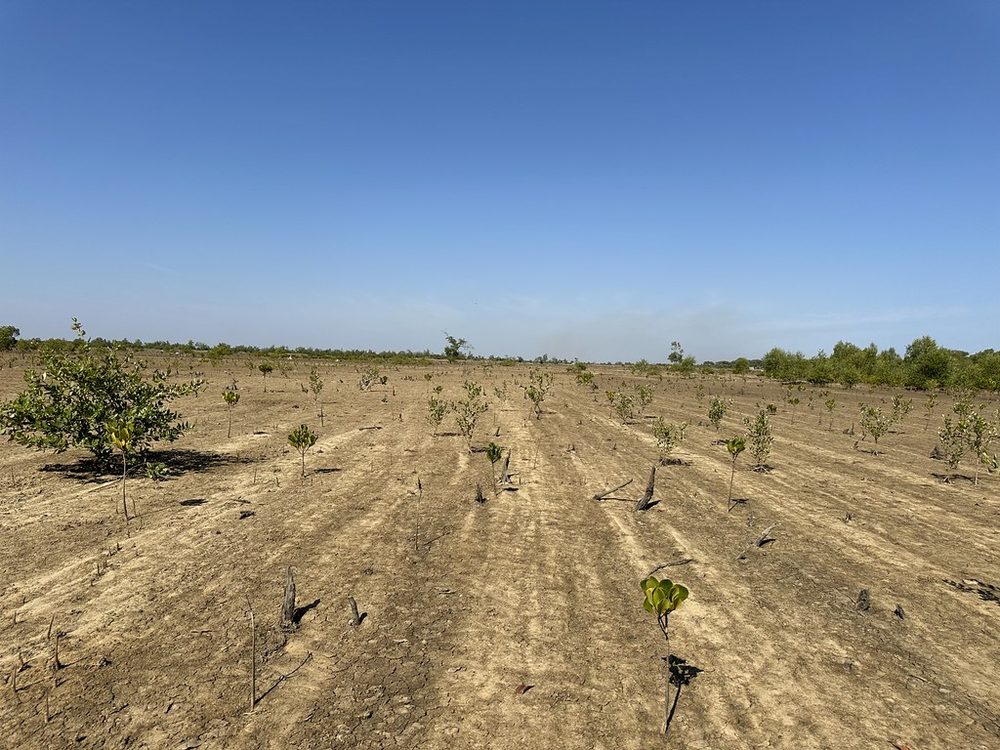 Rows of young trees establishing at the Madagascar restoration site