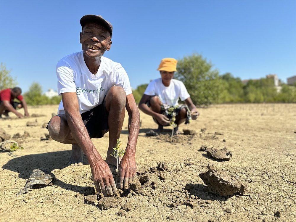 Planting a mangrove seedling by hand in the cracked dry soil, Madagascar