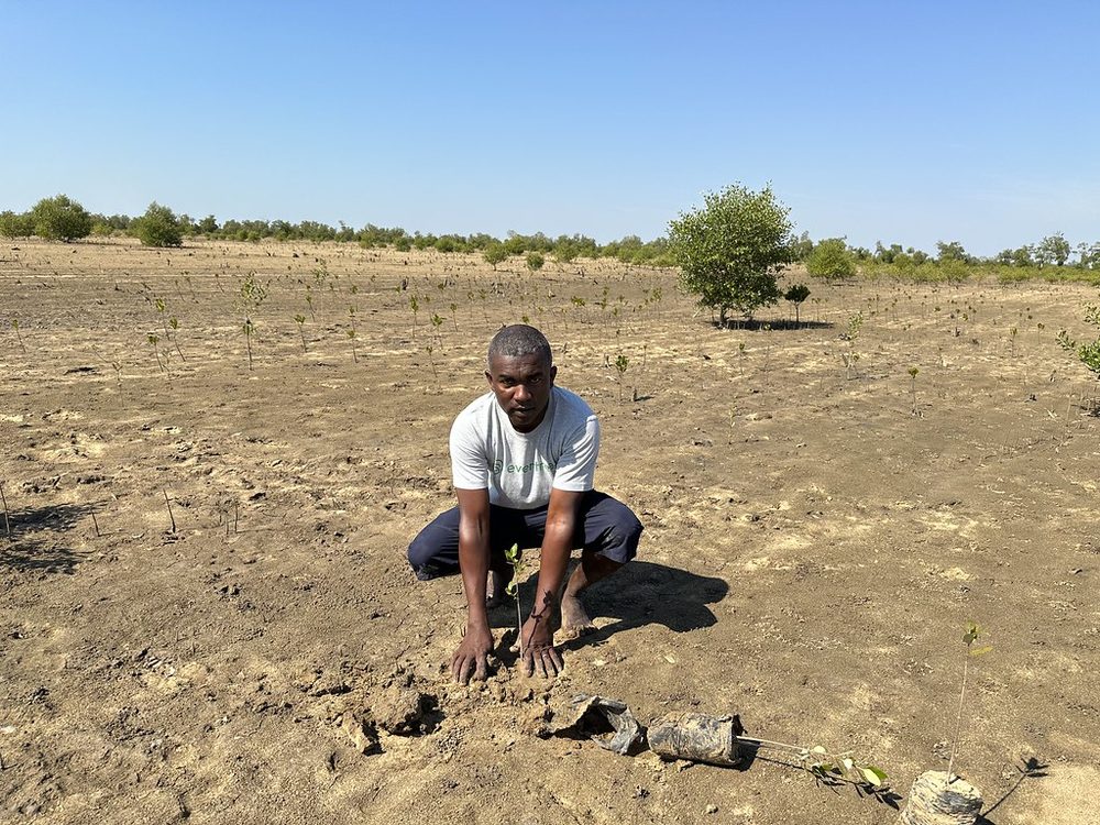 Young mangroves establishing across the restored Madagascar planting site