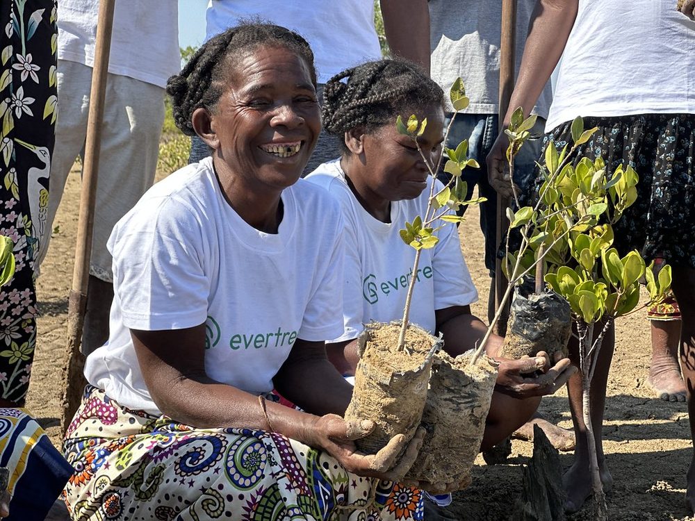Close-up of a healthy mangrove seedling ready for planting in Madagascar