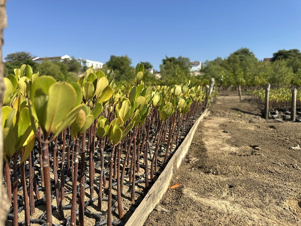 Rows of young mangrove seedlings ready to plant at the Madagascar restoration site
