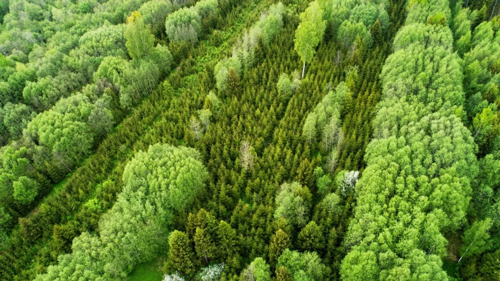 Tree Planting for Carbon Offset and Environmental Benefits