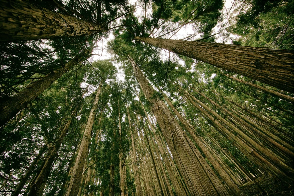 Transforming Tree Planting for Businesses with Climate Action