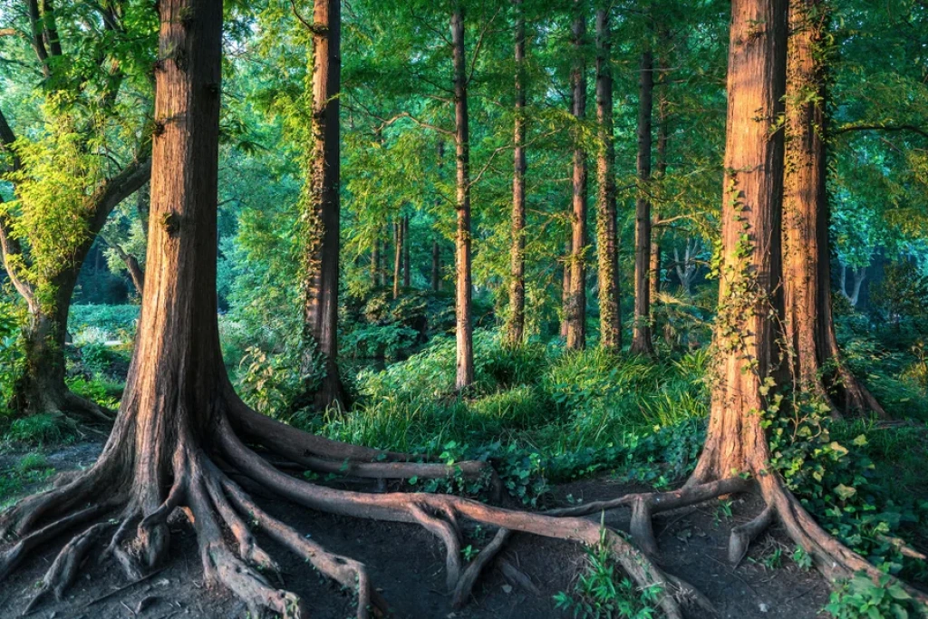 Promoting Sustainability through Tree Planting and Forest Restoration
