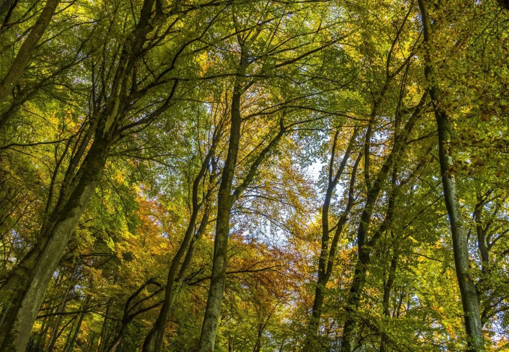 Guardians of the Forest - A Project for Global Sustainability
