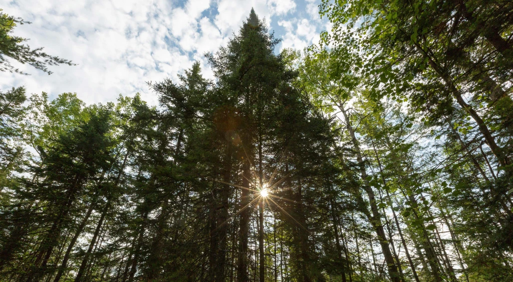 Leading Global Tree Planting Projects for Forest and Landscape Restoration
