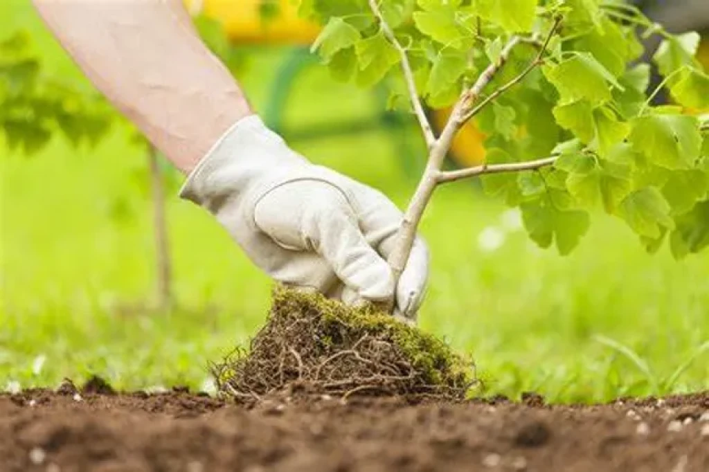 Unveiling the Benefits of Climate Action and Tree Planting Projects