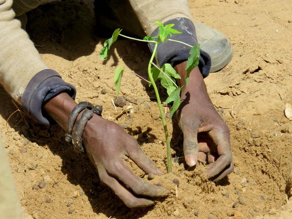 How Evertreen is Leading the Charge in Reforestation and Tree Planting Charities