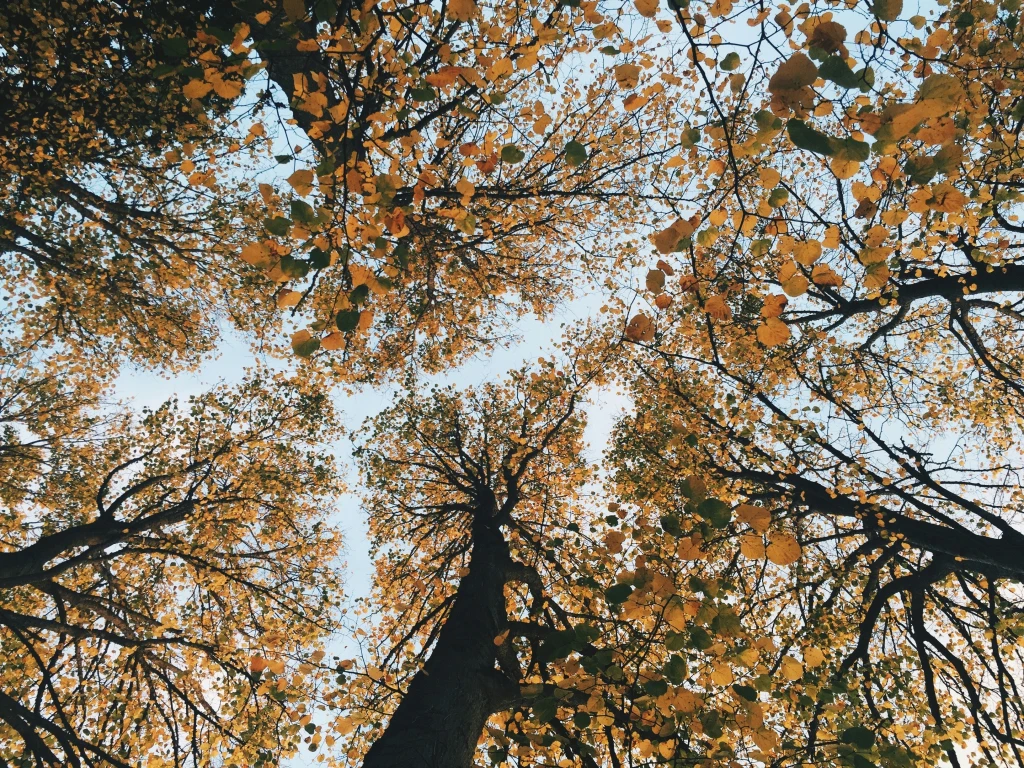 How Many Trees Do We Cut Down Every Year? 