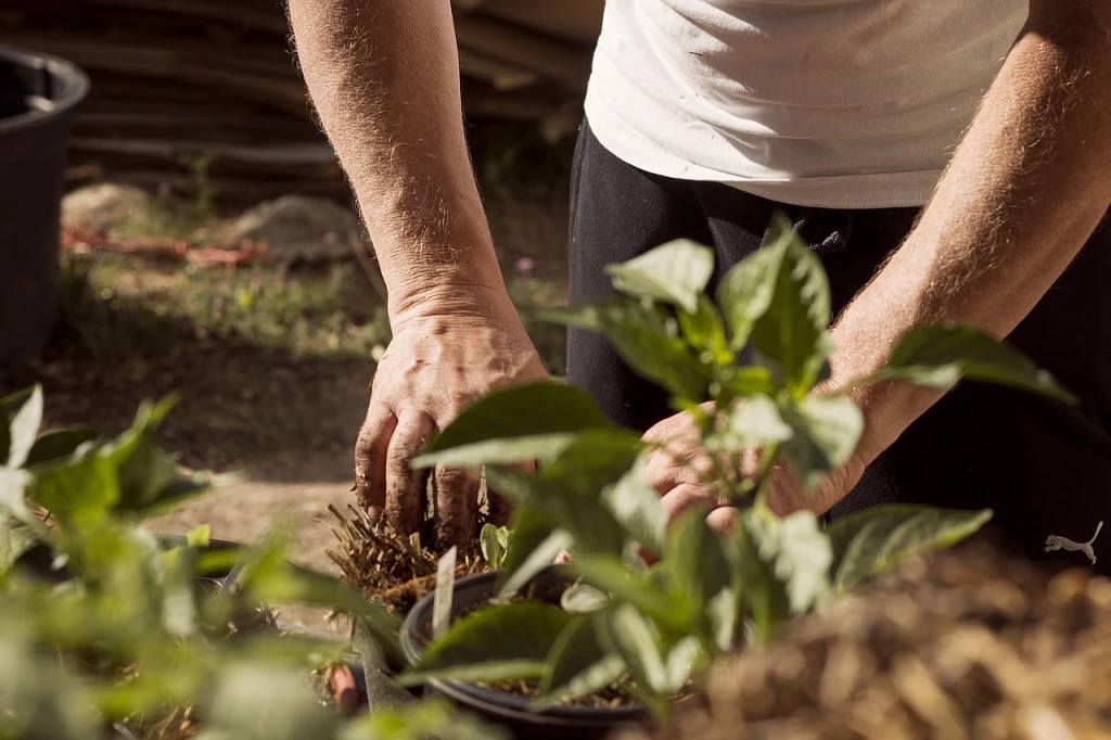 Ecotourism & Reforestation: A Greener Way to Travel