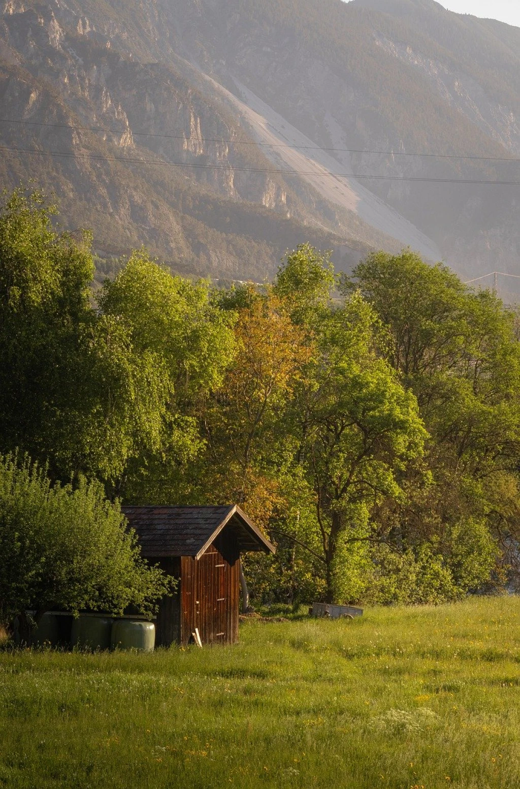 Afforestation in America: Driving Carbon Sequestration and Biodiversity