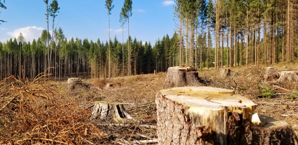 How Does Deforestation Contribute to Global Warming and Heat-Related Mortality?