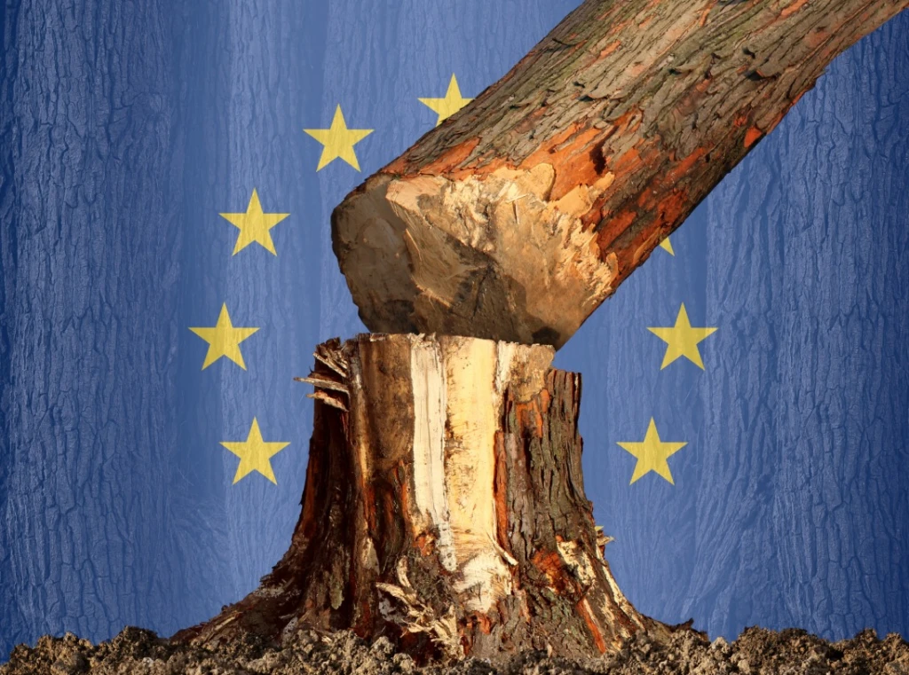 How Will the EU’s Anti-Deforestation Law Help Protect Forests?