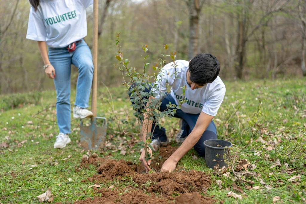 How Forests Are Losing Their Carbon Absorption Capacity