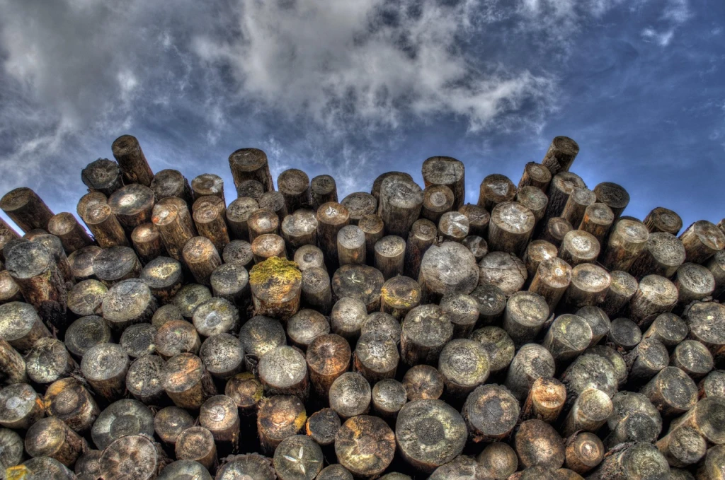 How Deforestation Impacts Our Planet: The Shocking Numbers