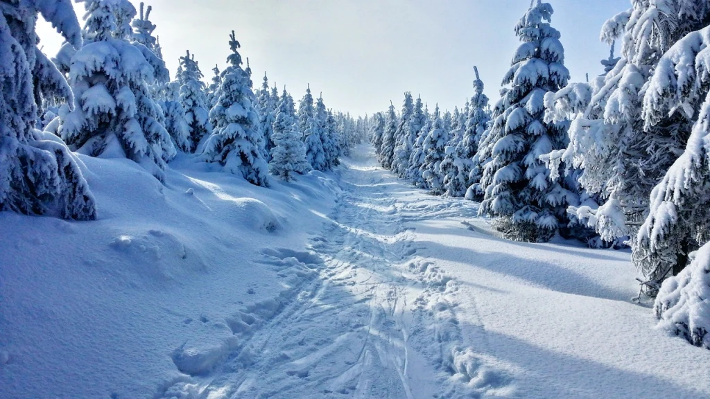 The Environmental Impact of Cutting Christmas Trees: What You Need to Know