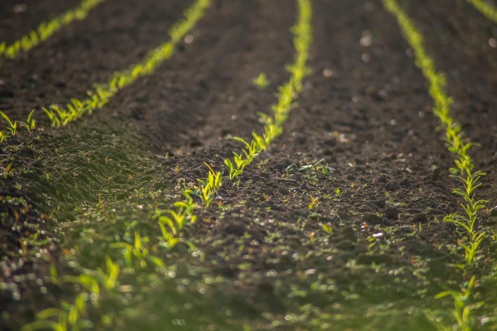 Regenerative Agriculture: Boosting Soil Carbon and Climate Solutions