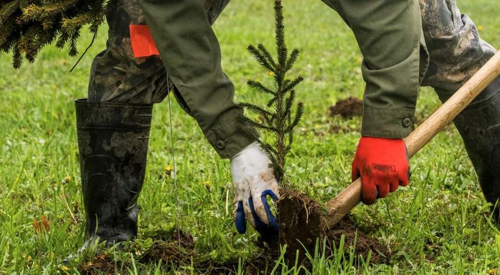 Why Restoring Forests Is Essential for Climate Action and Biodiversity