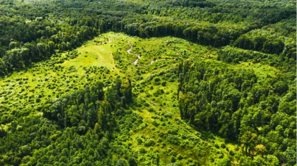 Evertreen Drives Climate Action