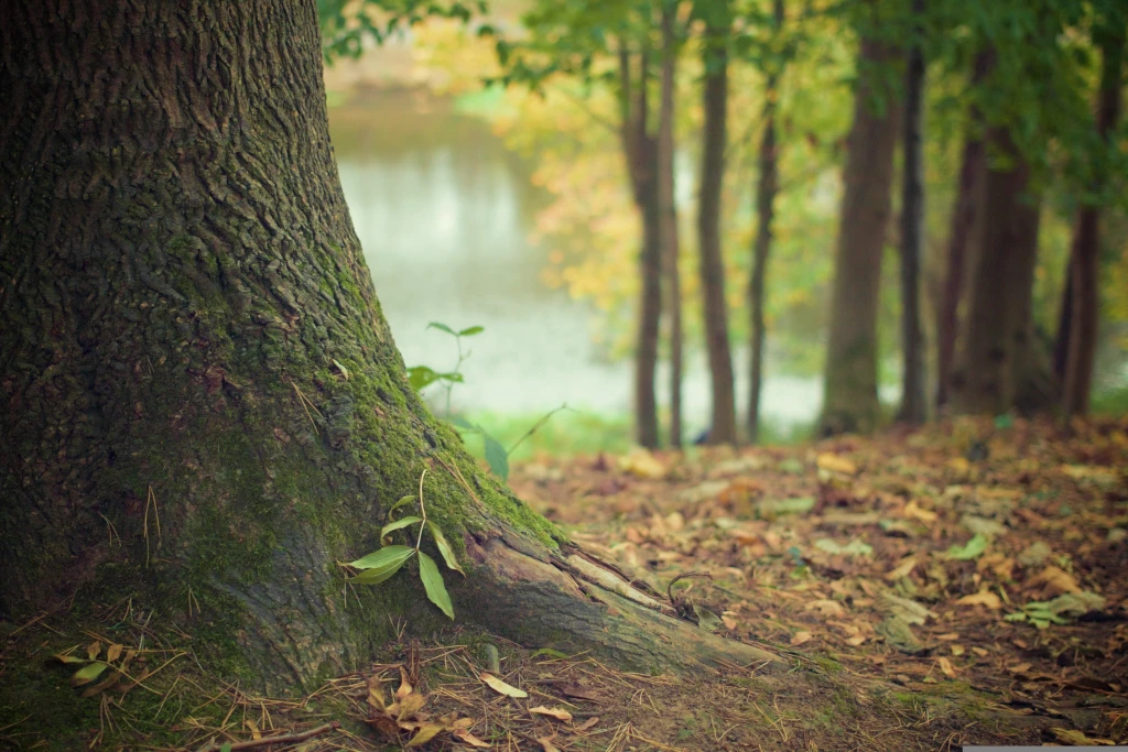 Nature Based Climate Programs Become a Growing Priority for Businesses