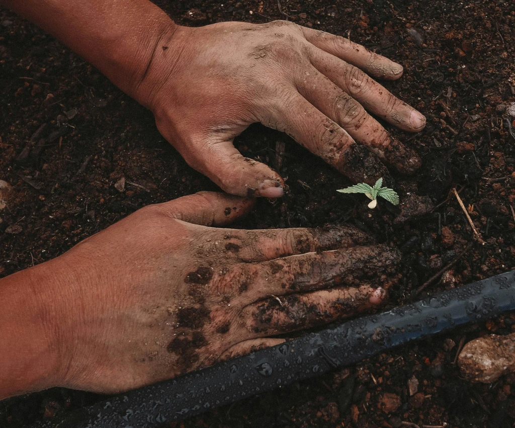 How Much CO2 Does a Tree Absorb?