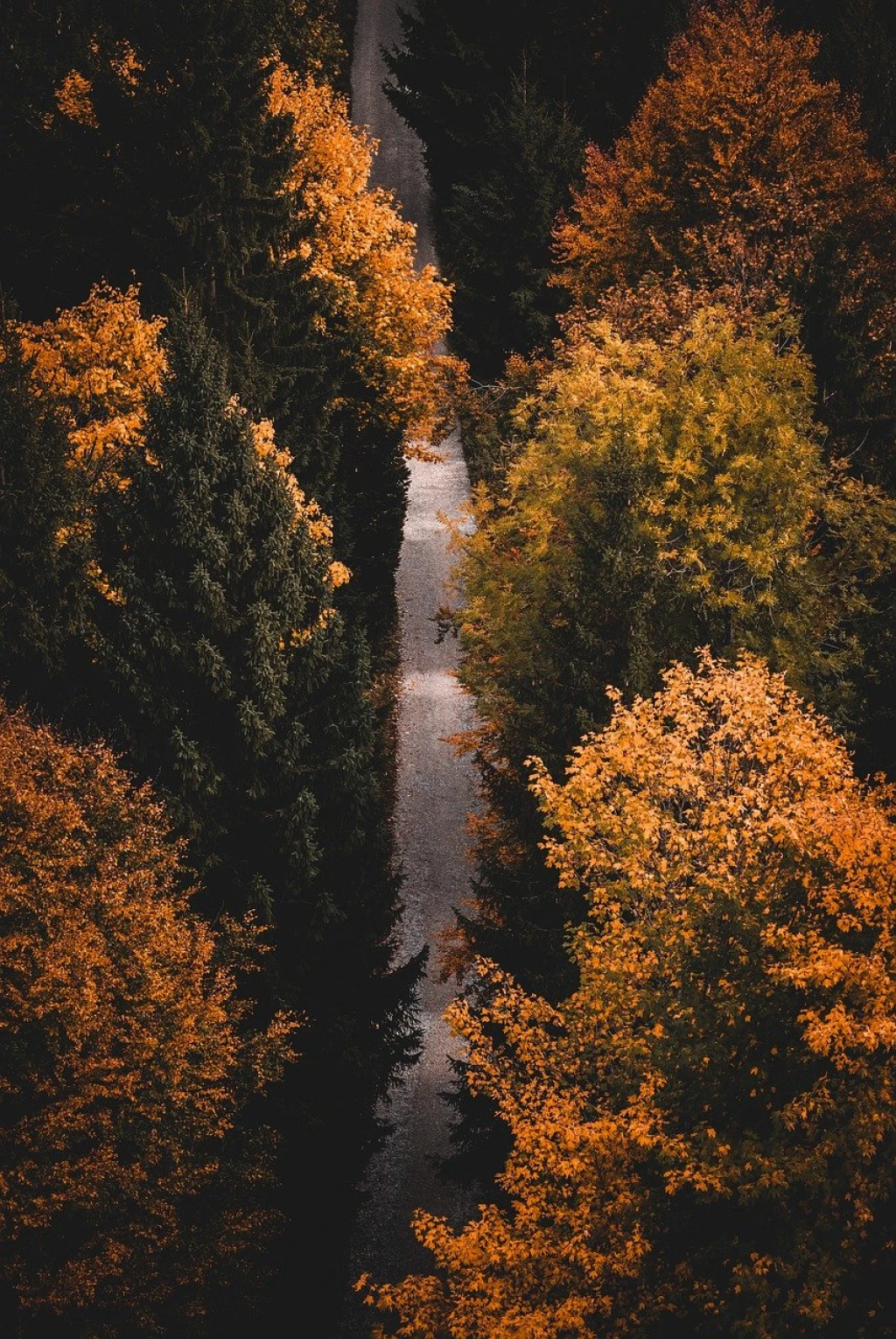 How Many Trees Do You Need to Offset Your Carbon Footprint?