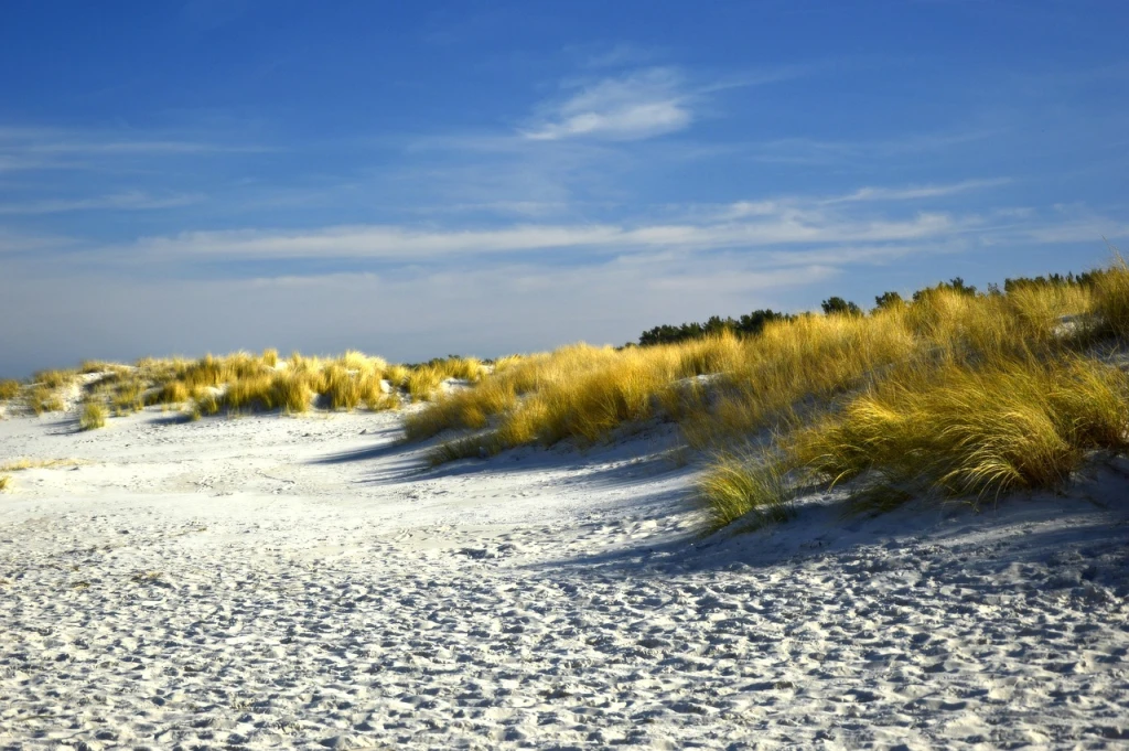 RECs vs Carbon Offsets: Which Does Your Business Need?