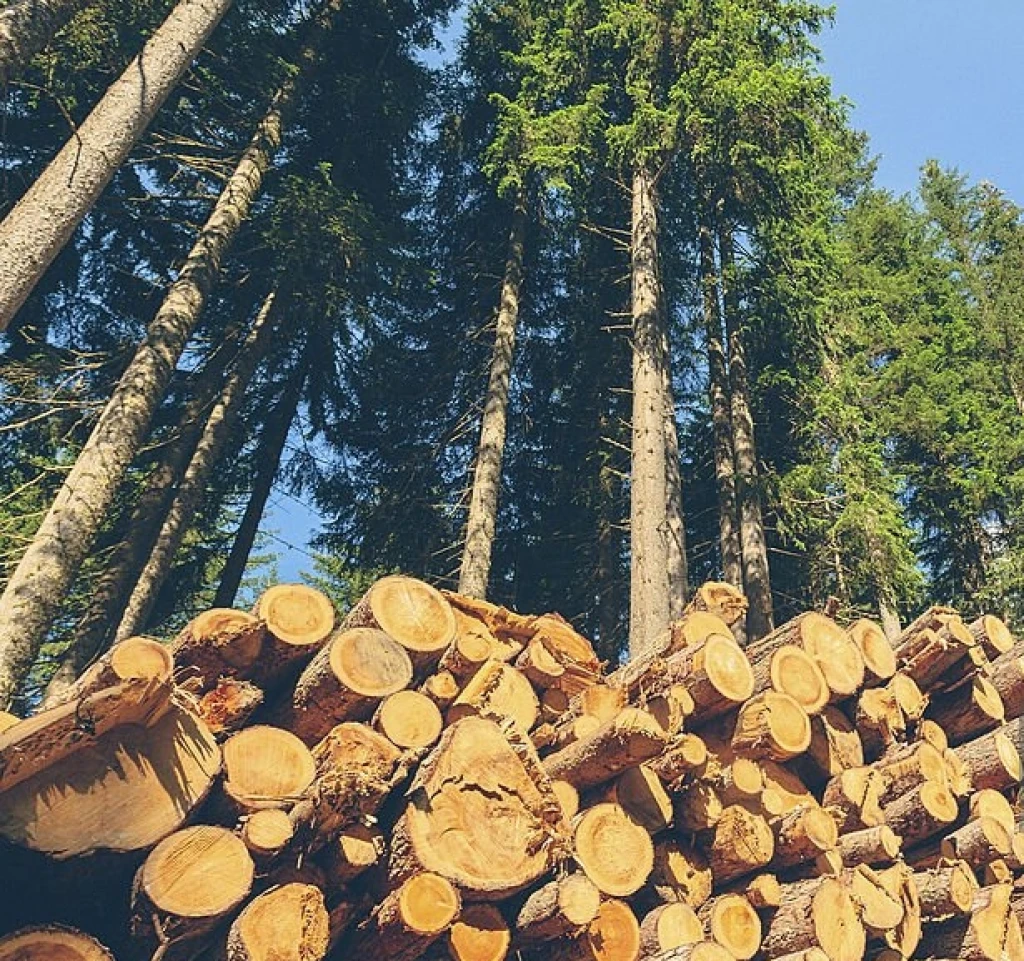 How Much CO2 Does a Flight Emit? (And How to Offset It)