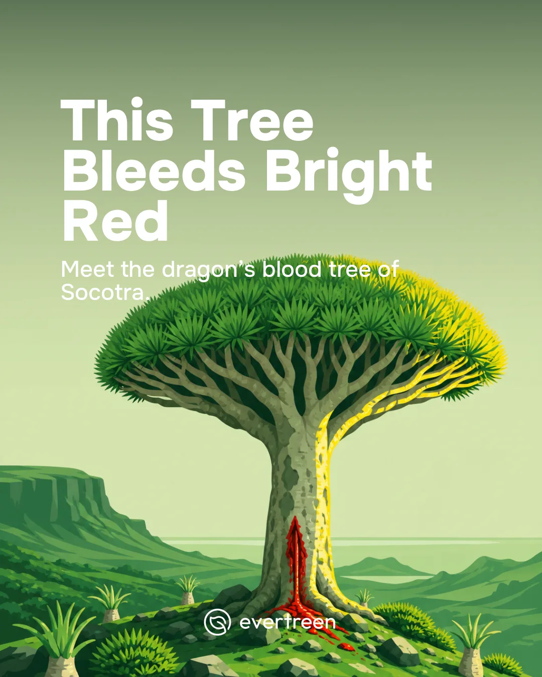 Discover the Dragon's Blood Tree: The Alien Beauty of Socotra