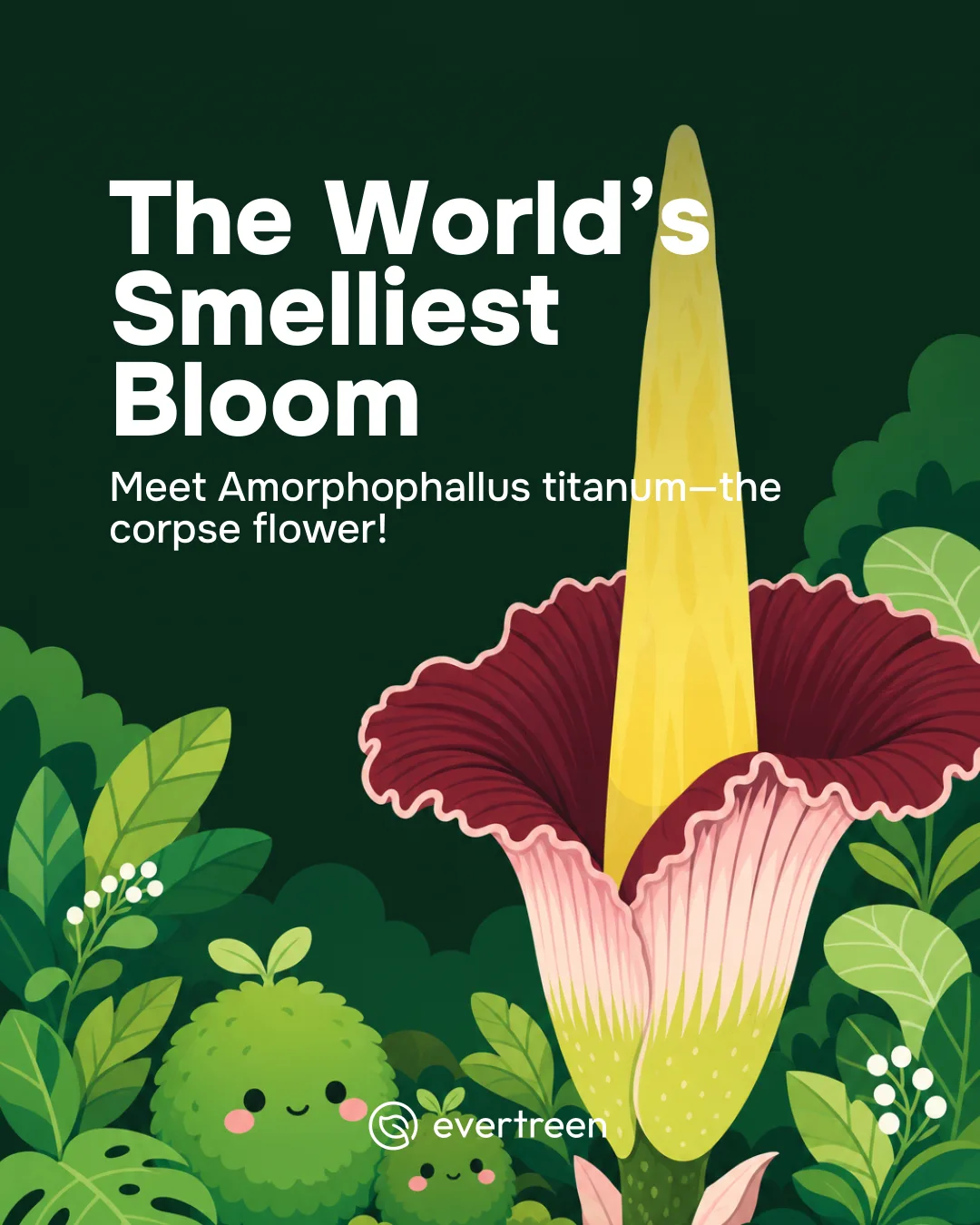 The Corpse Flower: One of the Weirdest Rainforest Plants