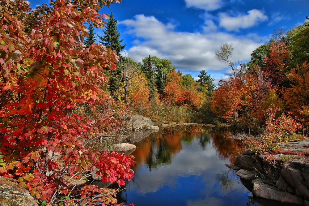 Reforestation in New Brunswick reforestation project