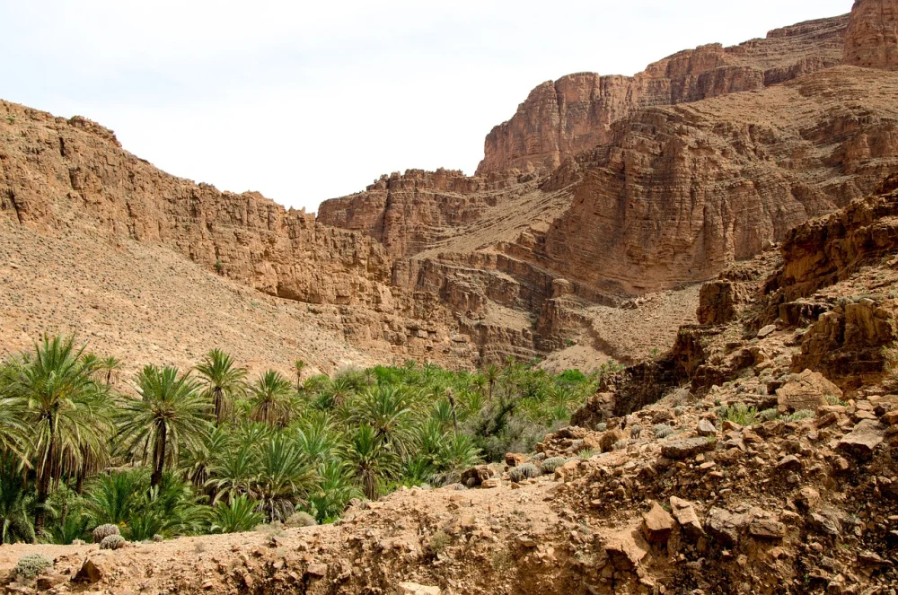 Reforestation in Israel reforestation project