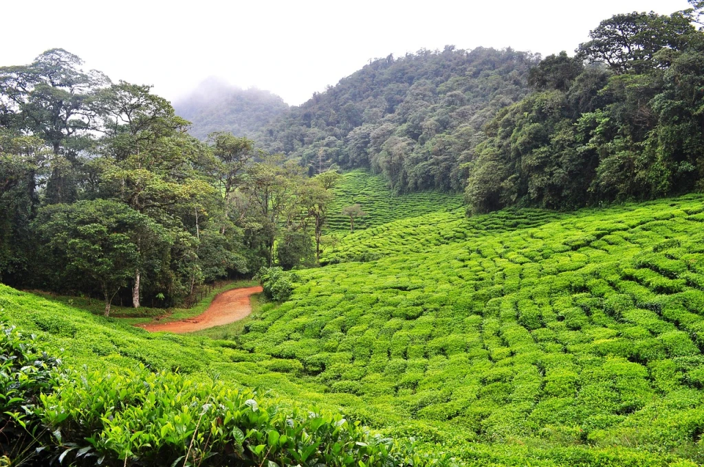Matavén REDD+ Project, Colombia reforestation project