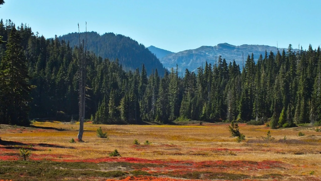 Restoration in Canada reforestation project