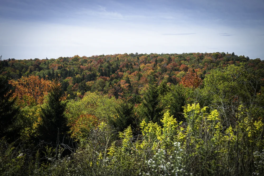 Reforestation in West Virginia reforestation project